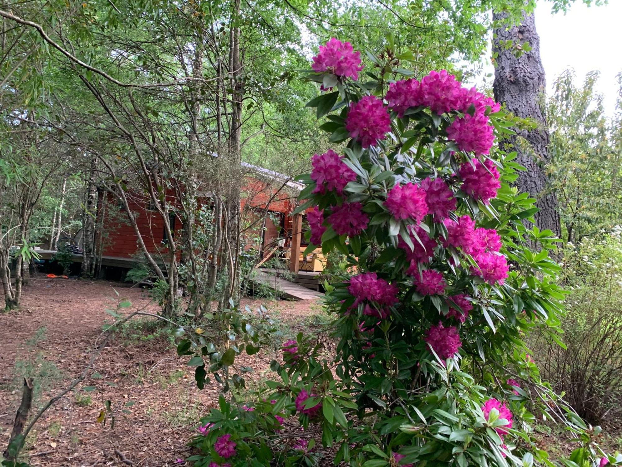 Cabanas Natural Park Lodge Pucon Ngoại thất bức ảnh