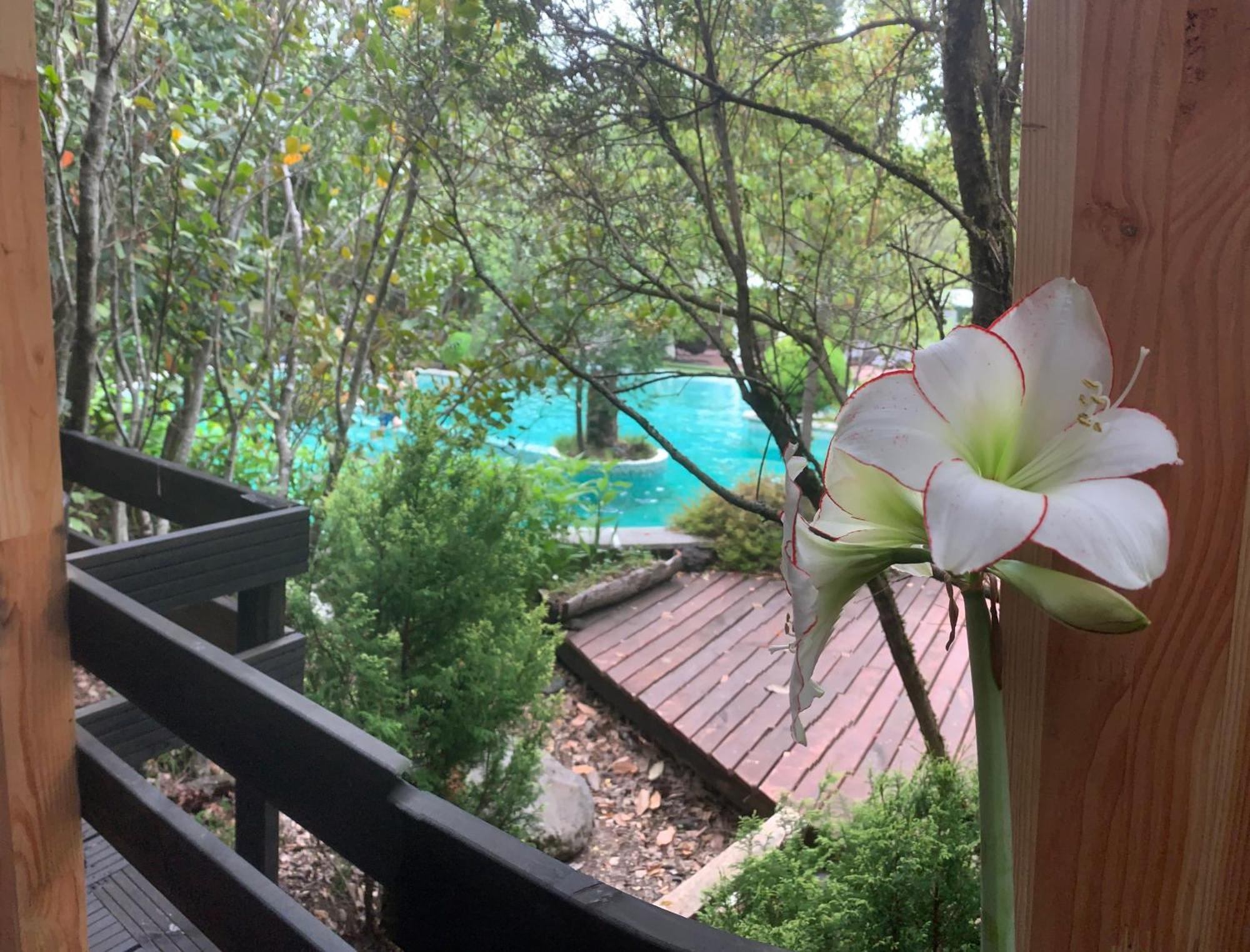Cabanas Natural Park Lodge Pucon Ngoại thất bức ảnh